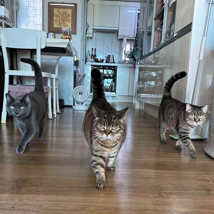 The Council Enters The Council Enters