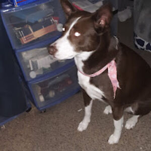 davidbrowning_1 avatar