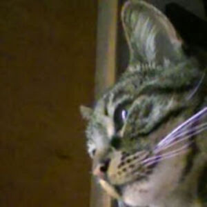 elliottgleason avatar