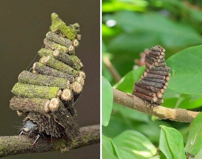 Insect larvae with stick-built camouflage on branches, showcasing interesting facts and curiosities from nature.