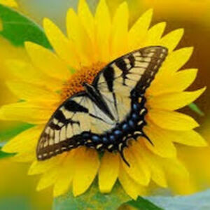 camilovelasco-overson avatar