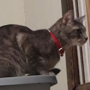 alexistreasures avatar