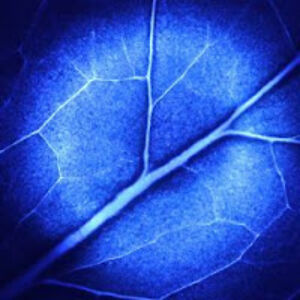 stevenpepperell avatar