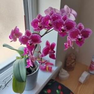 rachel_e_nash avatar