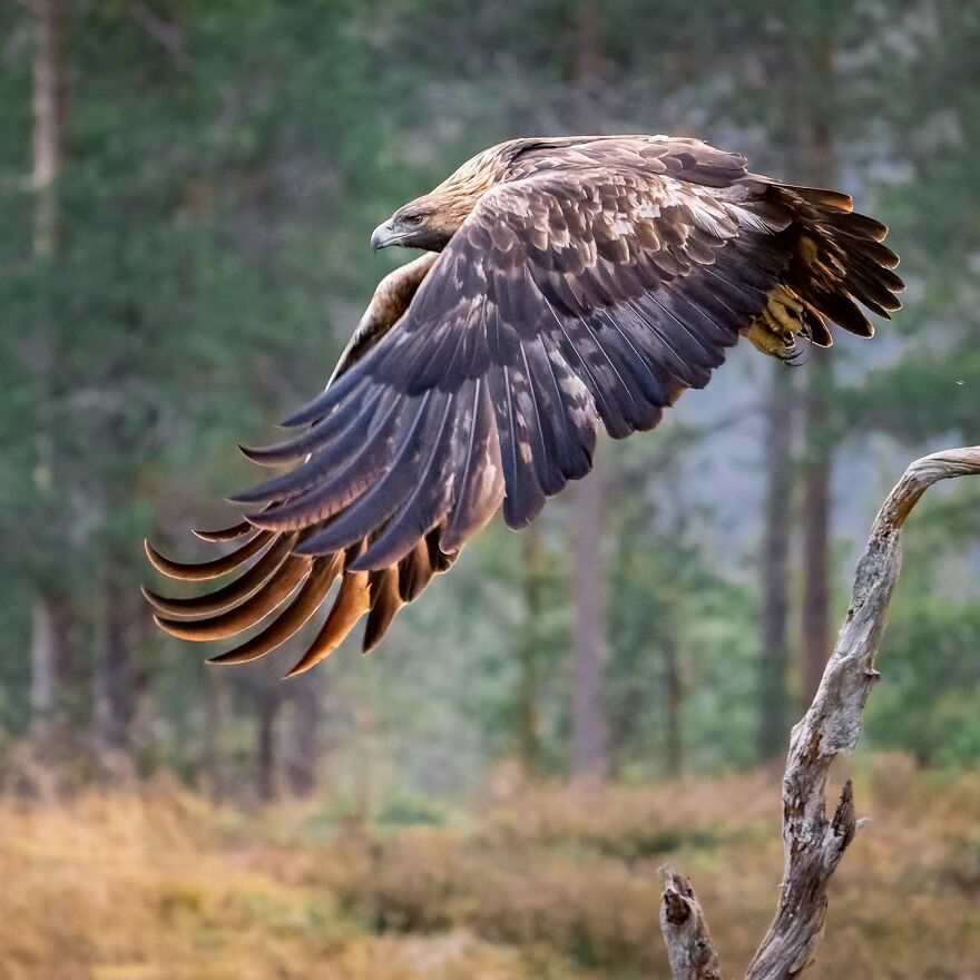 Wings Of Finland: Tom Nickels’ Stunning Bird Photography-Interview