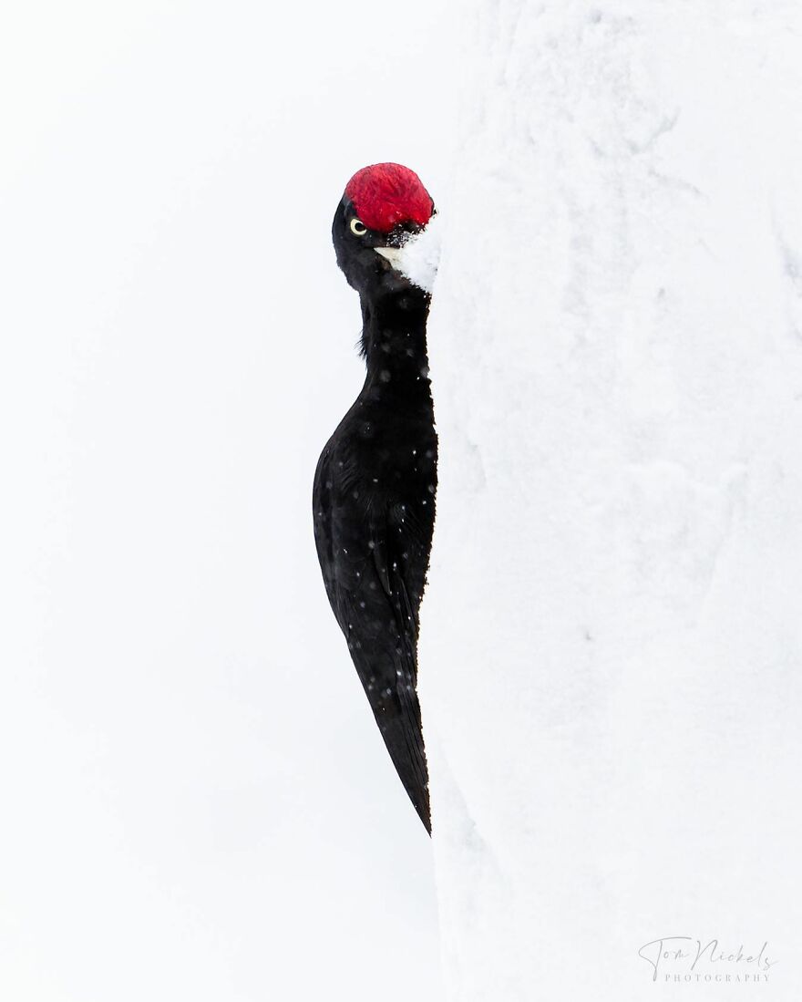 Wings Of Finland: Tom Nickels’ Stunning Bird Photography-Interview