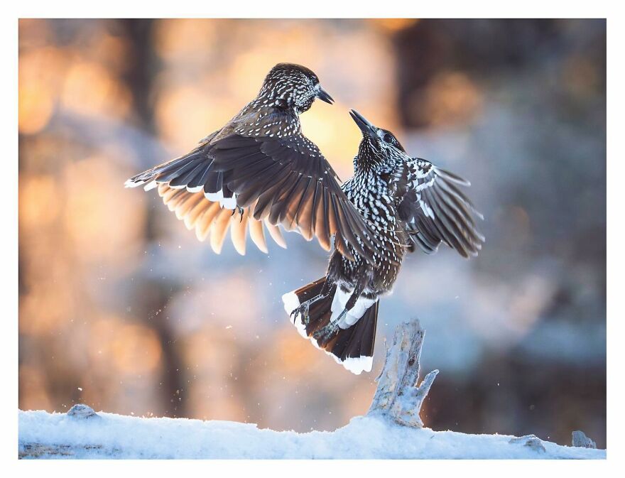 Wings Of Finland: Tom Nickels’ Stunning Bird Photography-Interview