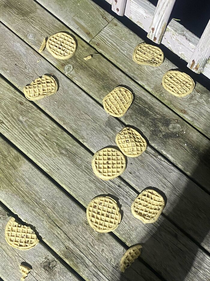 Waffles scattered on a wooden deck, possibly left by infuriating family members.