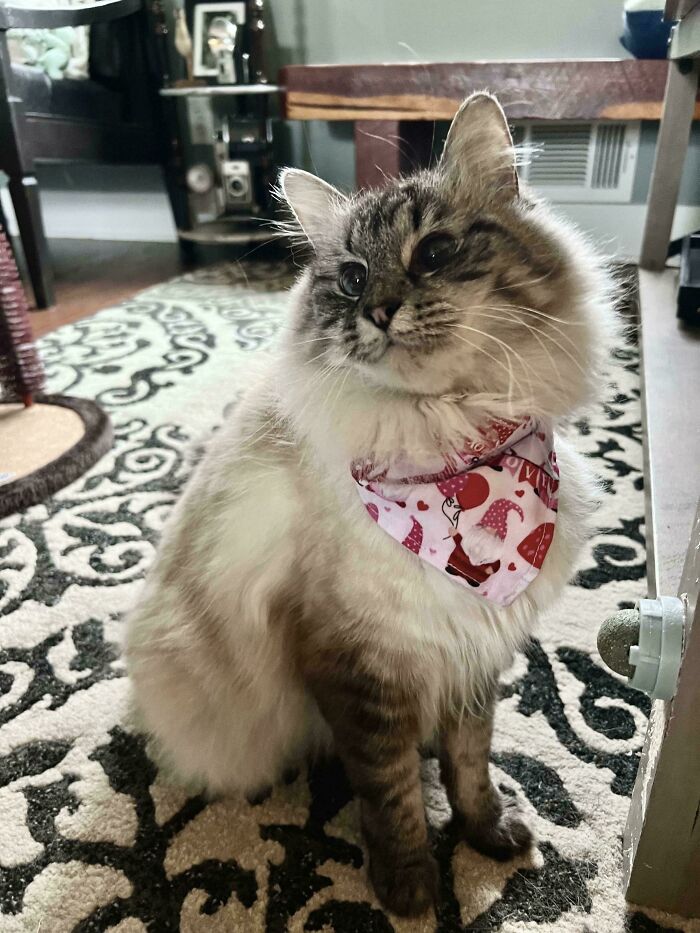 Fluffy cat wearing a pink bandana, sitting on a patterned rug in a cozy room.