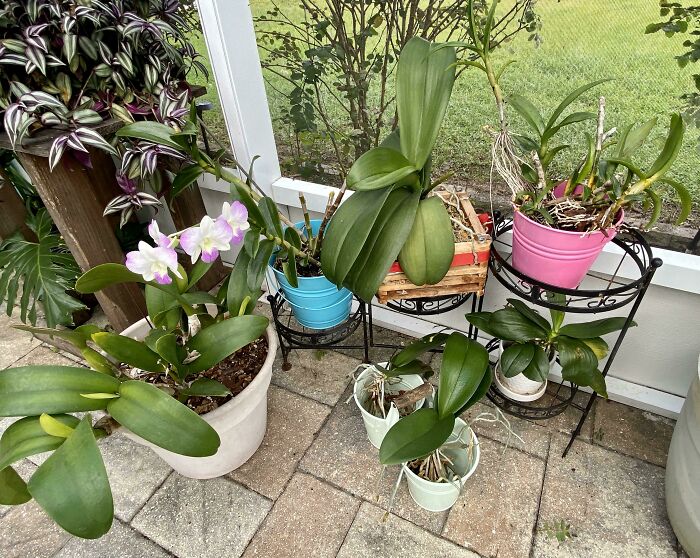Various potted orchids on a patio, showcasing vibrant greenery and blooms, associated with amazing mothers-in-law.