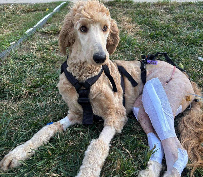 Couple Rescue Injured And Abandoned Dog, Use Their Wedding Fund To Save Her Life Couple Rescue Injured And Abandoned Dog, Use Their Wedding Fund To Save Her Life