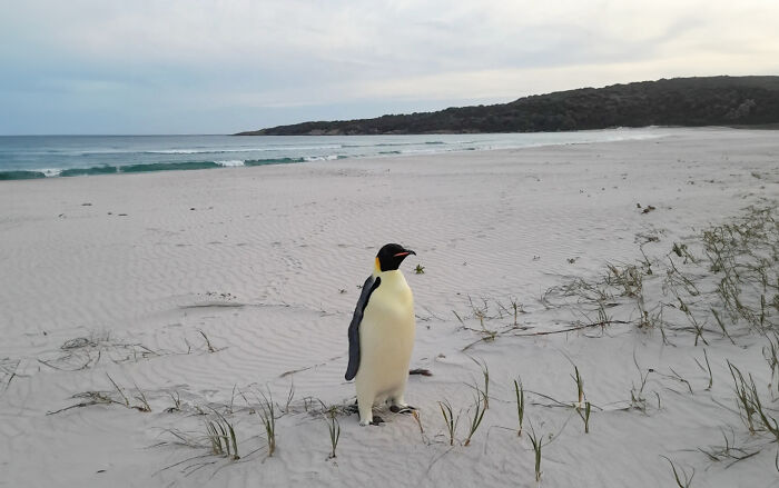 Emperor Penguin Travels Over 2,000 Miles For An Adventure Of A Lifetime Emperor Penguin Travels Over 2,000 Miles For An Adventure Of A Lifetime