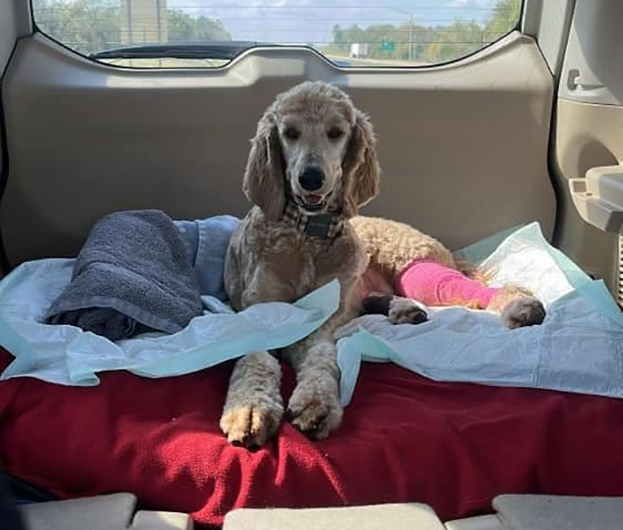 Couple Rescue Injured And Abandoned Dog, Use Their Wedding Fund To Save Her Life Couple Rescue Injured And Abandoned Dog, Use Their Wedding Fund To Save Her Life