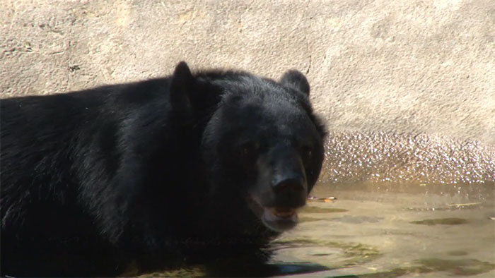 Bouncer, The 20YO 3-Legged Bear, Takes Over The Internet As People Fall In Love With His Chill Vibe Bouncer, The 20YO 3-Legged Bear, Takes Over The Internet As People Fall In Love With His Chill Vibe