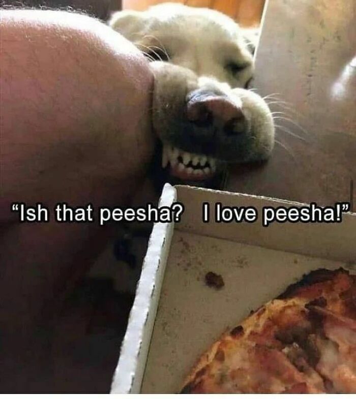 Funny-Wholesome-Dog-Memes