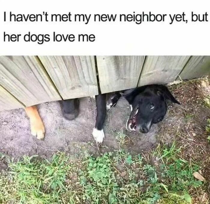 Funny-Wholesome-Dog-Memes