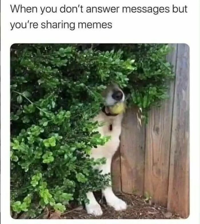 Funny-Wholesome-Dog-Memes