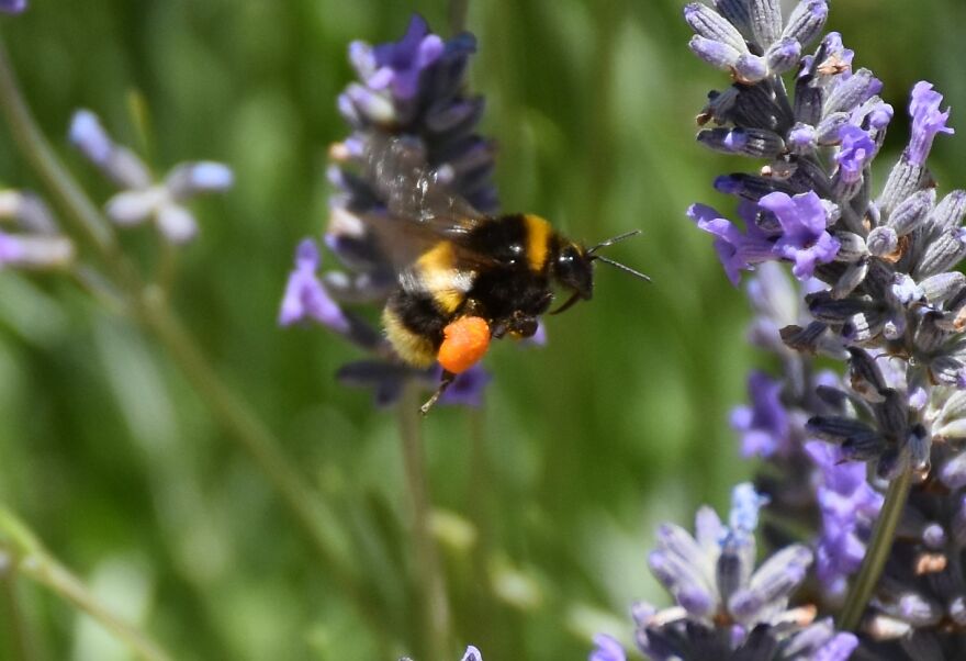 Bee And Lavender