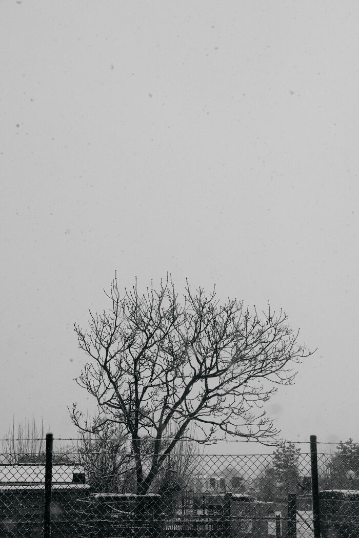 I Spent 4 Years Photographing This Tree I Spent 4 Years Photographing This Tree