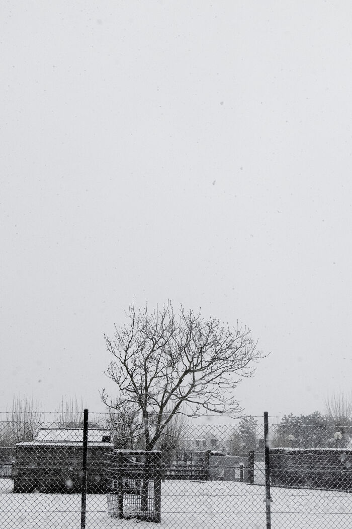 I Spent 4 Years Photographing This Tree I Spent 4 Years Photographing This Tree