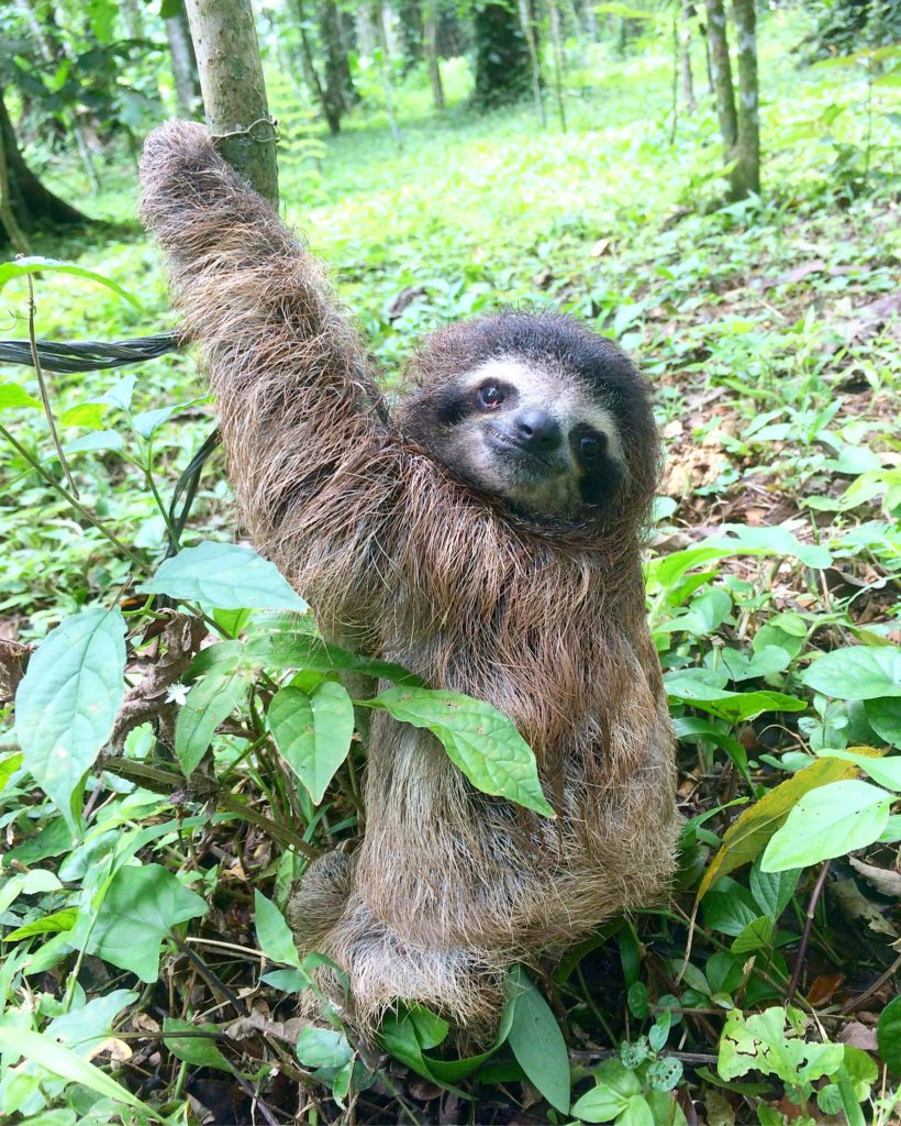 Man In Brazil Documented Hilariously Adorable Encounter With A Wild Sloth Man In Brazil Documented Hilariously Adorable Encounter With A Wild Sloth