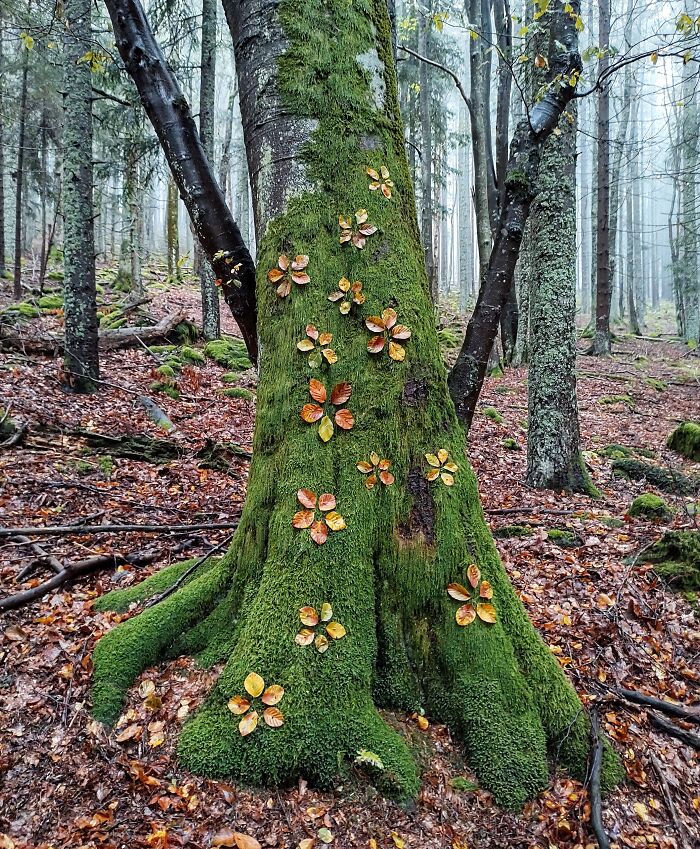 Autumn Bloom - Beech Leaves On A Beech Tree Autumn Bloom - Beech Leaves On A Beech Tree