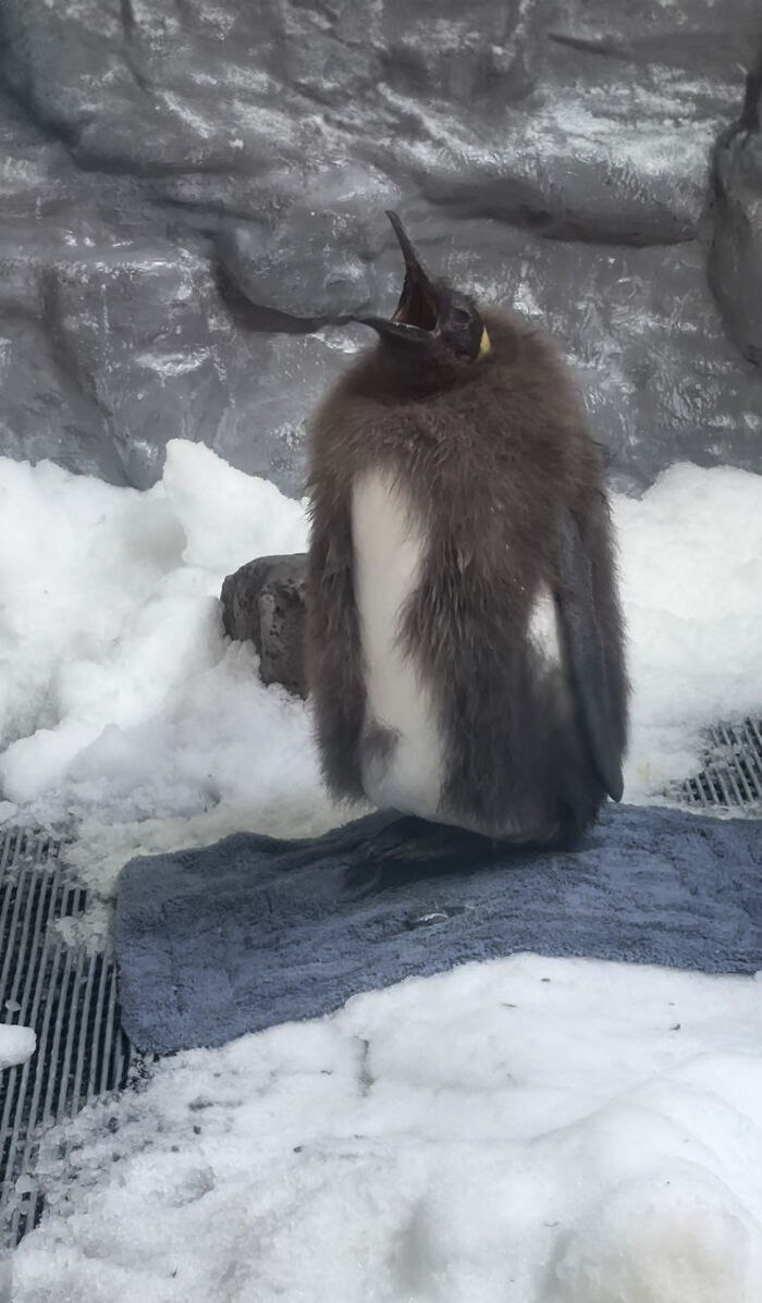Pesto, The Viral Penguin, Is About To Lose All His Fluff And Become A Full-Fledged King Penguin Pesto, The Viral Penguin, Is About To Lose All His Fluff And Become A Full-Fledged King Penguin