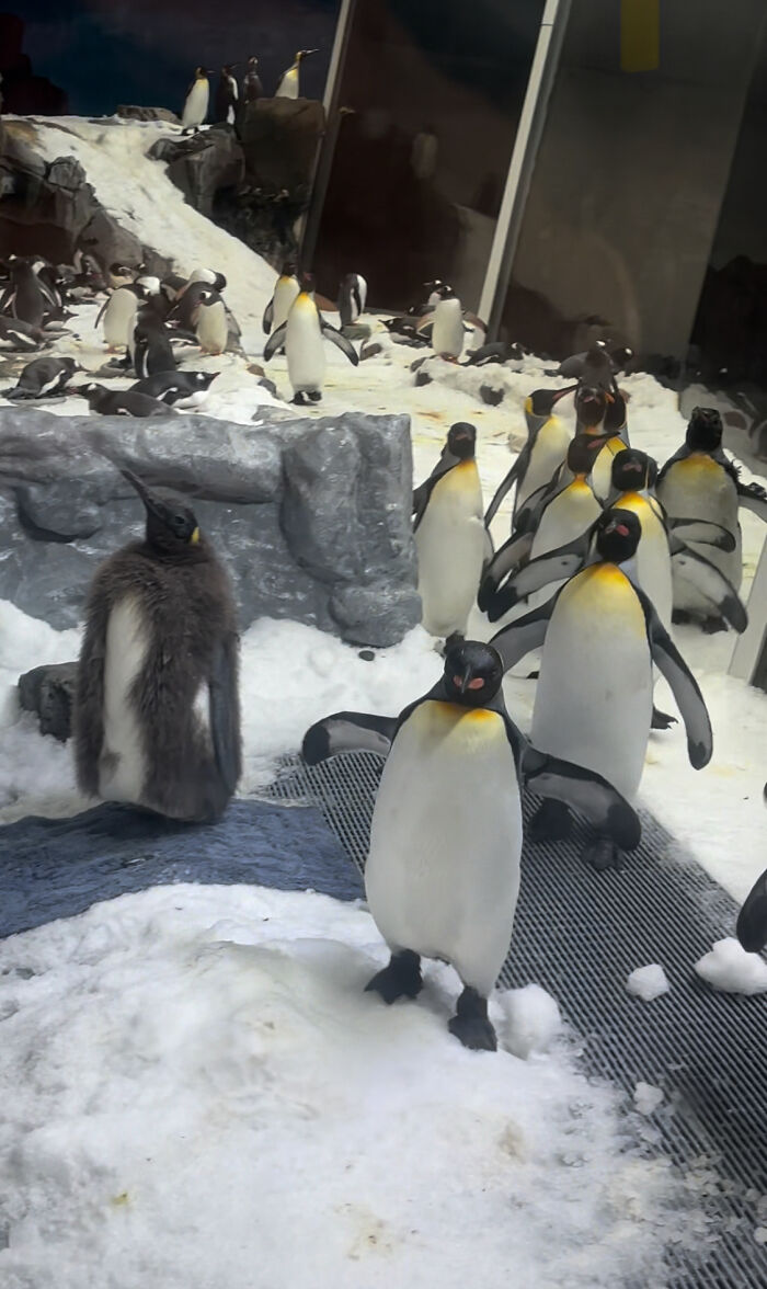 Pesto, The Viral Penguin, Is About To Lose All His Fluff And Become A Full-Fledged King Penguin Pesto, The Viral Penguin, Is About To Lose All His Fluff And Become A Full-Fledged King Penguin