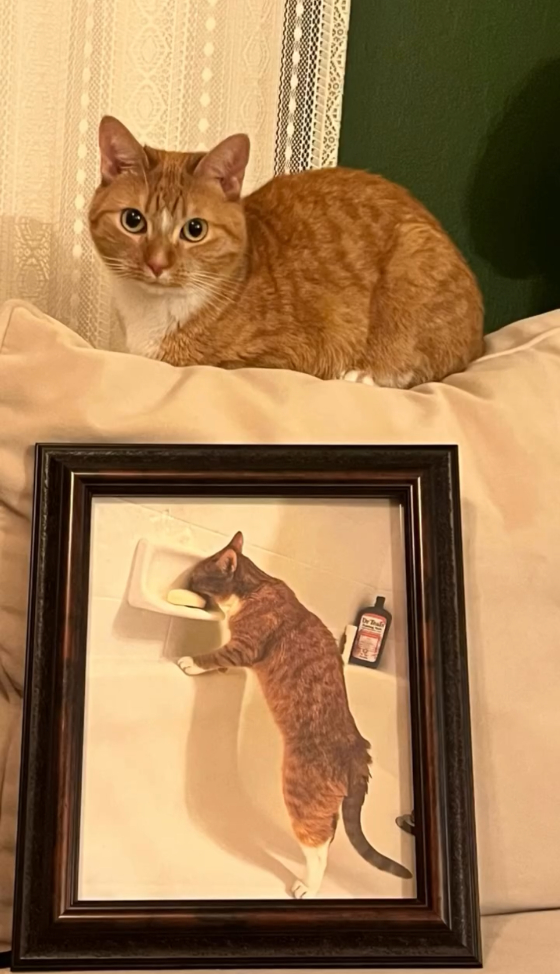 This Cat Decided To Explore The Taste Of Soap And The Reaction After Is Priceless This Cat Decided To Explore The Taste Of Soap And The Reaction After Is Priceless