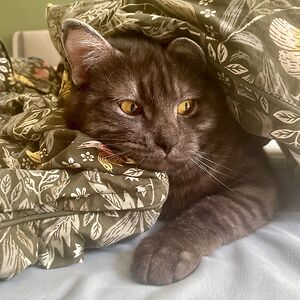 nessaeledhwen avatar