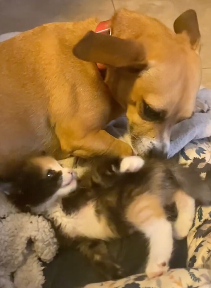 This Rescue Dog And A Stray Kitten Became Best Friends, Breaking Stereotypes Of Cats And Dogs This Rescue Dog And A Stray Kitten Became Best Friends, Breaking Stereotypes Of Cats And Dogs