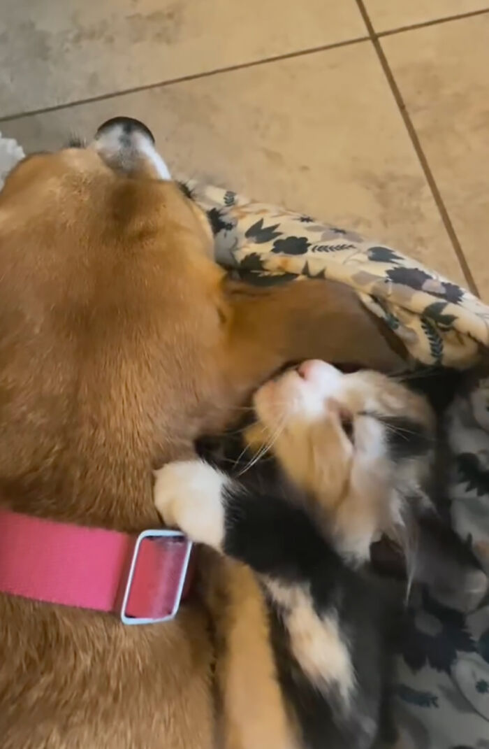 This Rescue Dog And A Stray Kitten Became Best Friends, Breaking Stereotypes Of Cats And Dogs This Rescue Dog And A Stray Kitten Became Best Friends, Breaking Stereotypes Of Cats And Dogs