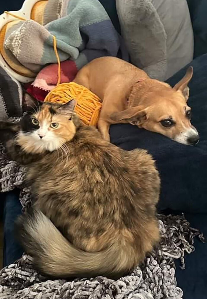 This Rescue Dog And A Stray Kitten Became Best Friends, Breaking Stereotypes Of Cats And Dogs This Rescue Dog And A Stray Kitten Became Best Friends, Breaking Stereotypes Of Cats And Dogs