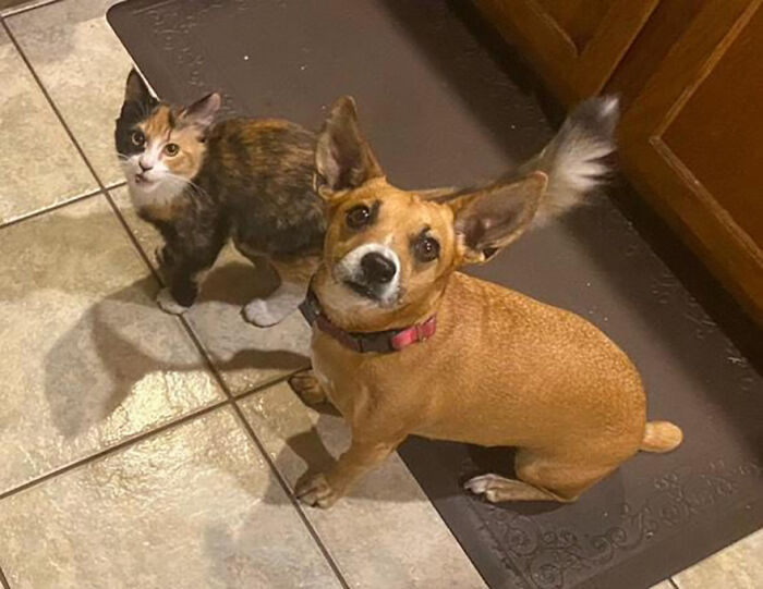 This Rescue Dog And A Stray Kitten Became Best Friends, Breaking Stereotypes Of Cats And Dogs This Rescue Dog And A Stray Kitten Became Best Friends, Breaking Stereotypes Of Cats And Dogs