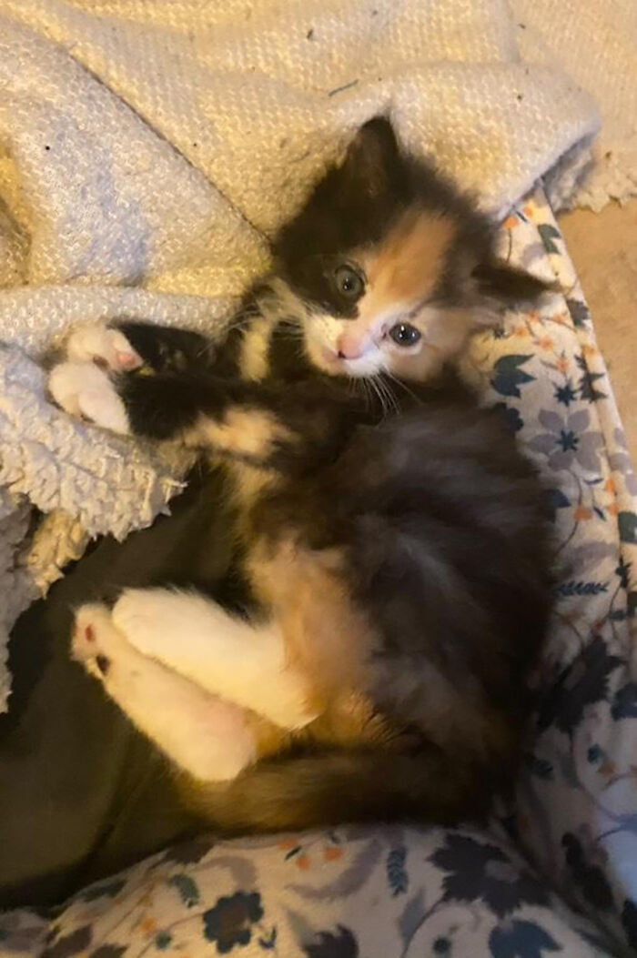 This Rescue Dog And A Stray Kitten Became Best Friends, Breaking Stereotypes Of Cats And Dogs This Rescue Dog And A Stray Kitten Became Best Friends, Breaking Stereotypes Of Cats And Dogs