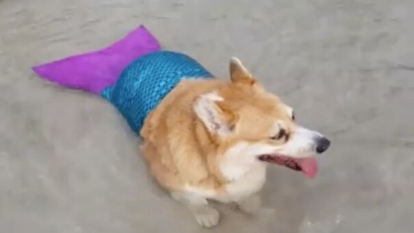 Mer-Corgi-67462309d7ff1.jpg