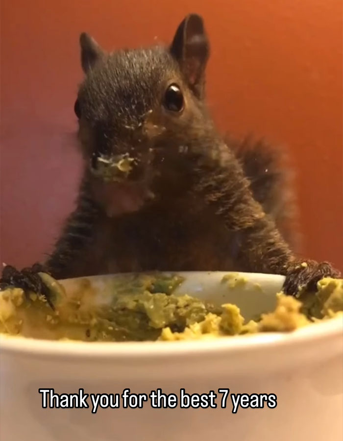 Woman Speaks Out After Entire Internet Accuses Her Of Having Peanut The Squirrel Euthanized Woman Speaks Out After Entire Internet Accuses Her Of Having Peanut The Squirrel Euthanized