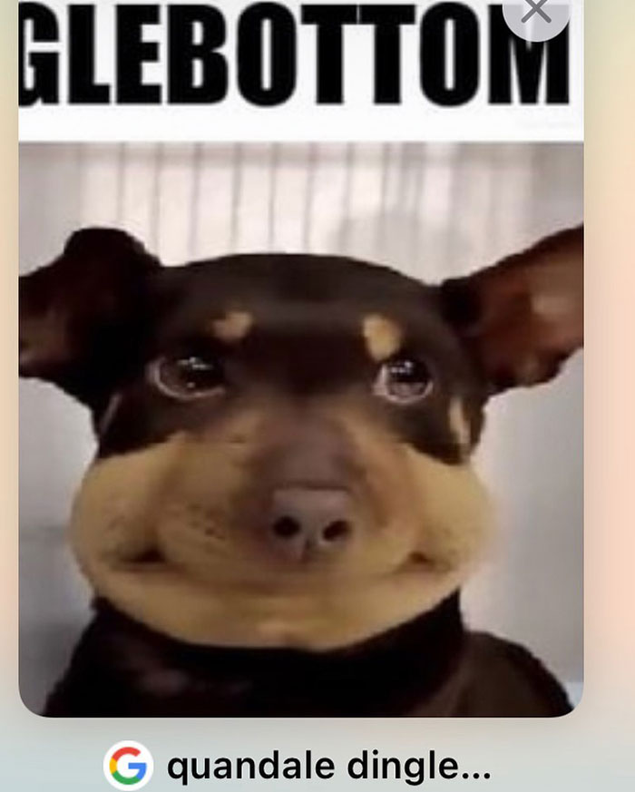 Quandale Dingle dog meme featuring a dog's humorous expression, adding to the absurd internet trend around the Quandale Dingle name. Quandale Dingle dog meme featuring a dog's humorous expression, adding to the absurd internet trend around the Quandale Dingle name.