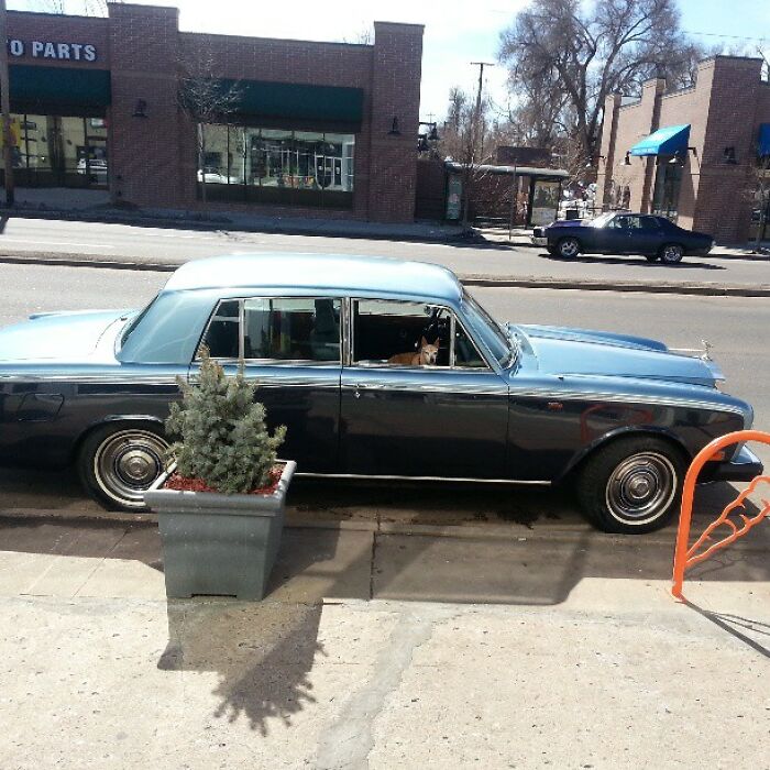 Retiree Is On A Mission To Give Loving Home Exclusively To Senior Dogs In Need Retiree Is On A Mission To Give Loving Home Exclusively To Senior Dogs In Need