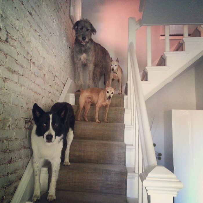 Retiree Is On A Mission To Give Loving Home Exclusively To Senior Dogs In Need Retiree Is On A Mission To Give Loving Home Exclusively To Senior Dogs In Need