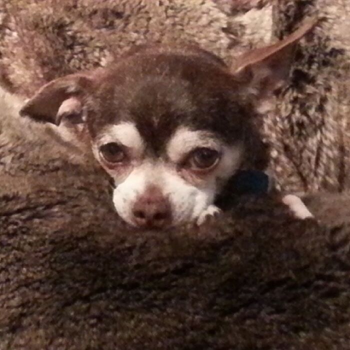 Retiree Is On A Mission To Give Loving Home Exclusively To Senior Dogs In Need Retiree Is On A Mission To Give Loving Home Exclusively To Senior Dogs In Need