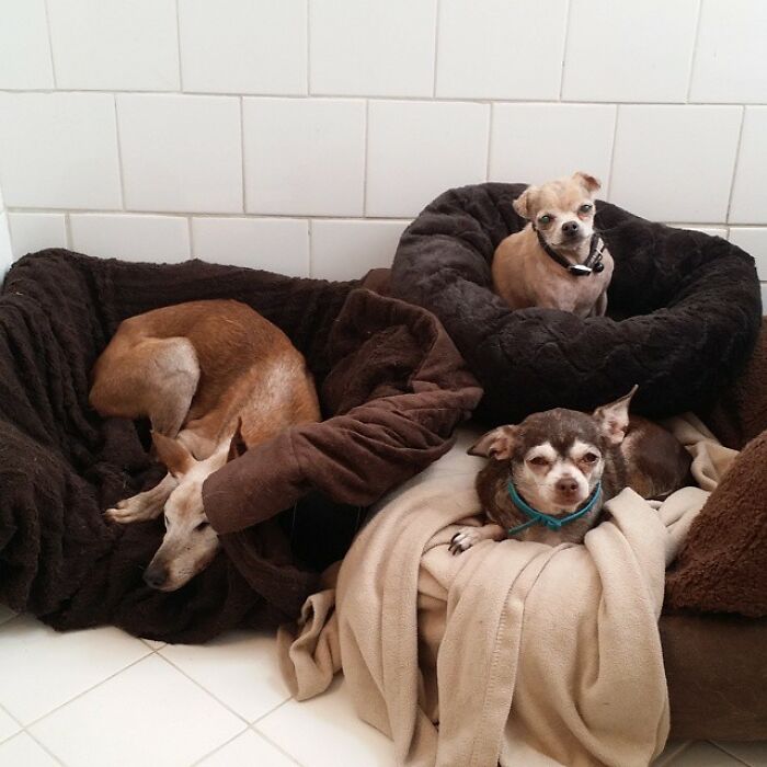 Retiree Is On A Mission To Give Loving Home Exclusively To Senior Dogs In Need Retiree Is On A Mission To Give Loving Home Exclusively To Senior Dogs In Need