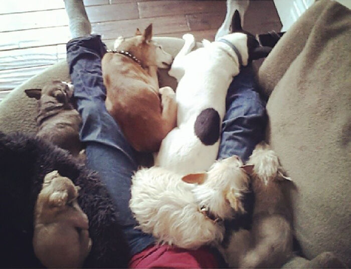 Retiree Is On A Mission To Give Loving Home Exclusively To Senior Dogs In Need Retiree Is On A Mission To Give Loving Home Exclusively To Senior Dogs In Need