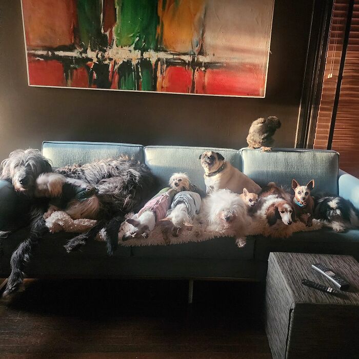 Retiree Is On A Mission To Give Loving Home Exclusively To Senior Dogs In Need Retiree Is On A Mission To Give Loving Home Exclusively To Senior Dogs In Need