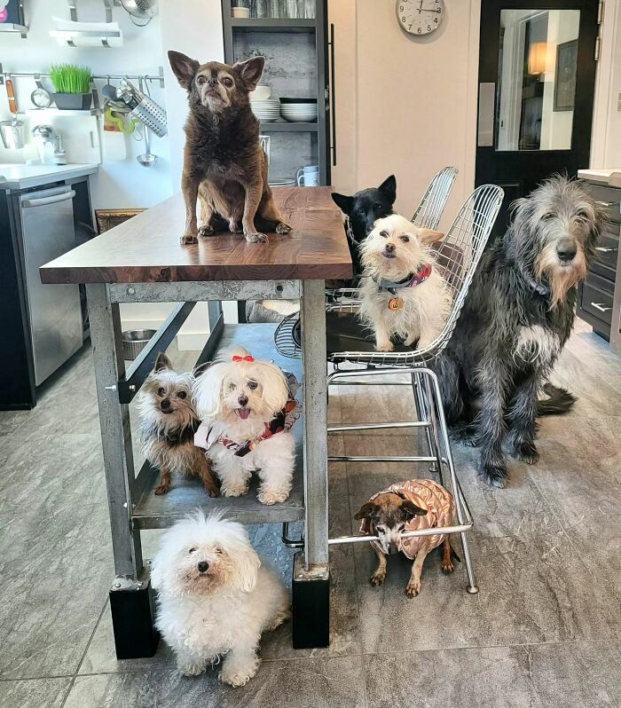 Retiree Is On A Mission To Give Loving Home Exclusively To Senior Dogs In Need Retiree Is On A Mission To Give Loving Home Exclusively To Senior Dogs In Need