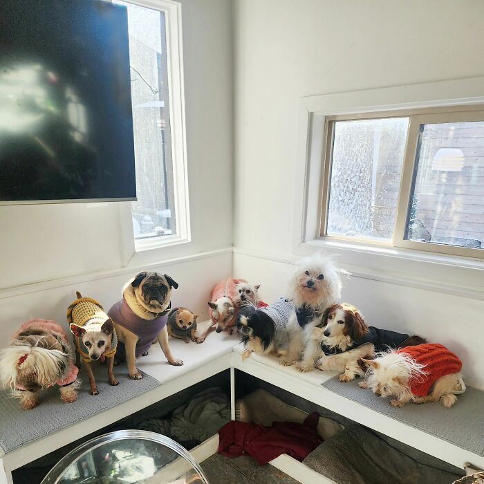 Retiree Is On A Mission To Give Loving Home Exclusively To Senior Dogs In Need Retiree Is On A Mission To Give Loving Home Exclusively To Senior Dogs In Need