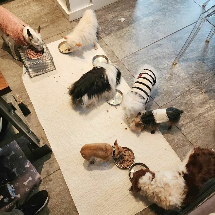 Retiree Is On A Mission To Give Loving Home Exclusively To Senior Dogs In Need Retiree Is On A Mission To Give Loving Home Exclusively To Senior Dogs In Need