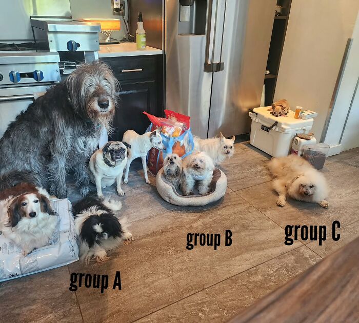 Retiree Is On A Mission To Give Loving Home Exclusively To Senior Dogs In Need Retiree Is On A Mission To Give Loving Home Exclusively To Senior Dogs In Need