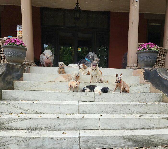 Retiree Is On A Mission To Give Loving Home Exclusively To Senior Dogs In Need Retiree Is On A Mission To Give Loving Home Exclusively To Senior Dogs In Need