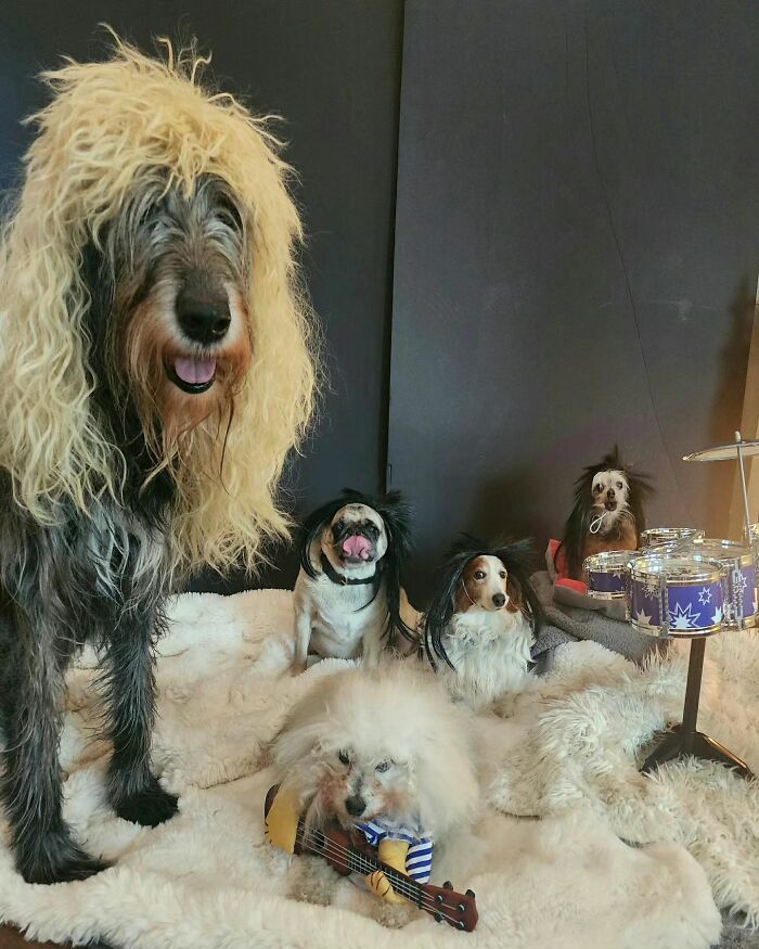 Retiree Is On A Mission To Give Loving Home Exclusively To Senior Dogs In Need Retiree Is On A Mission To Give Loving Home Exclusively To Senior Dogs In Need